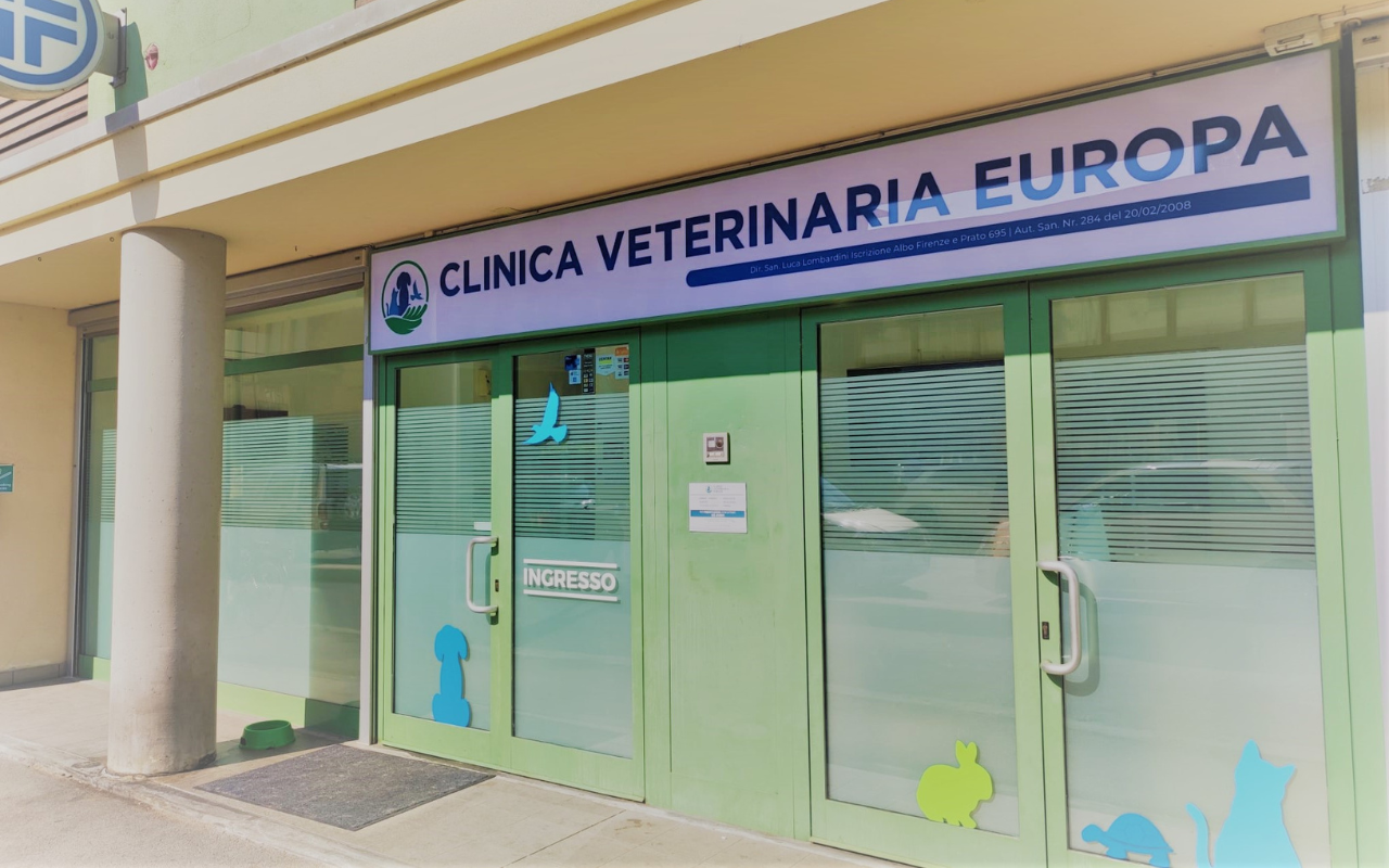 Vetrina verde e vetro della CLINICA VETERINARIA EUROPA con sagome di animali alle finestre e un'insegna sopra l'ingresso. Sulla porta c'è un'insegna INGRESSO che indica l'ingresso.