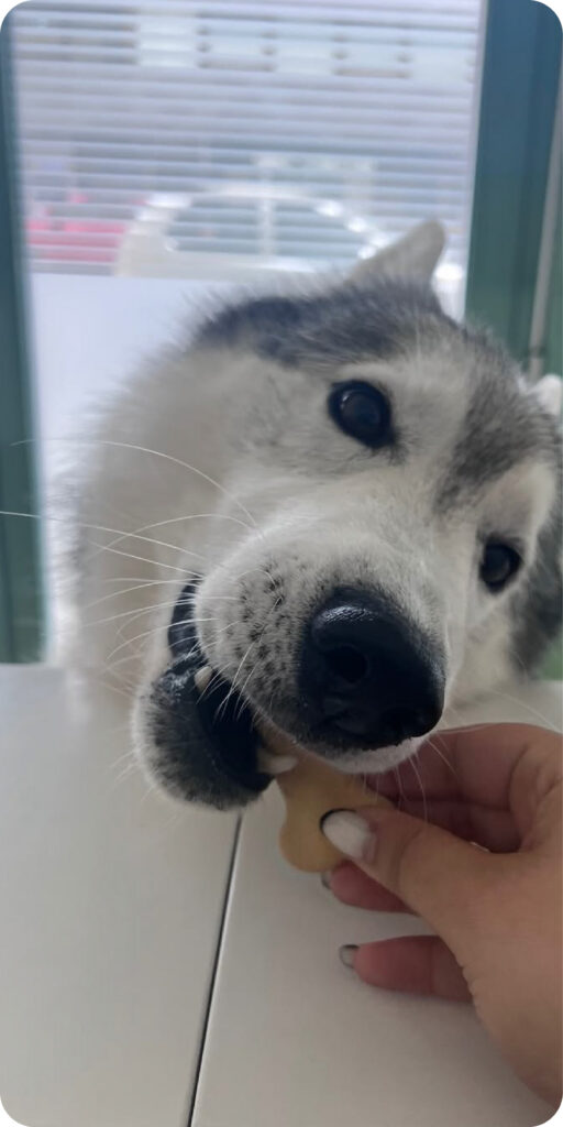 Primo piano di un husky mentre mangia un biscotto offerto dalla front office della clinica veterinaria europa